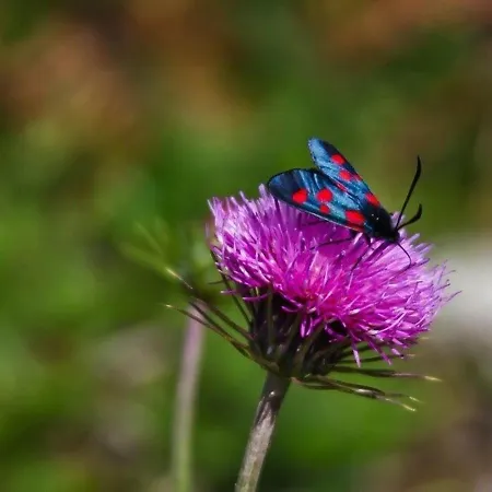 アパート 2 Chambres, 6 Pers., Cuisine, Parking Couvert, Centre Et Telecabine - Fr-1-401-106 コテレ